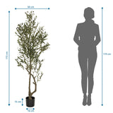 Disegno tecnico delle Piante artificiali OLIVE I con un'altezza di 172 cm di hjh OFFICE