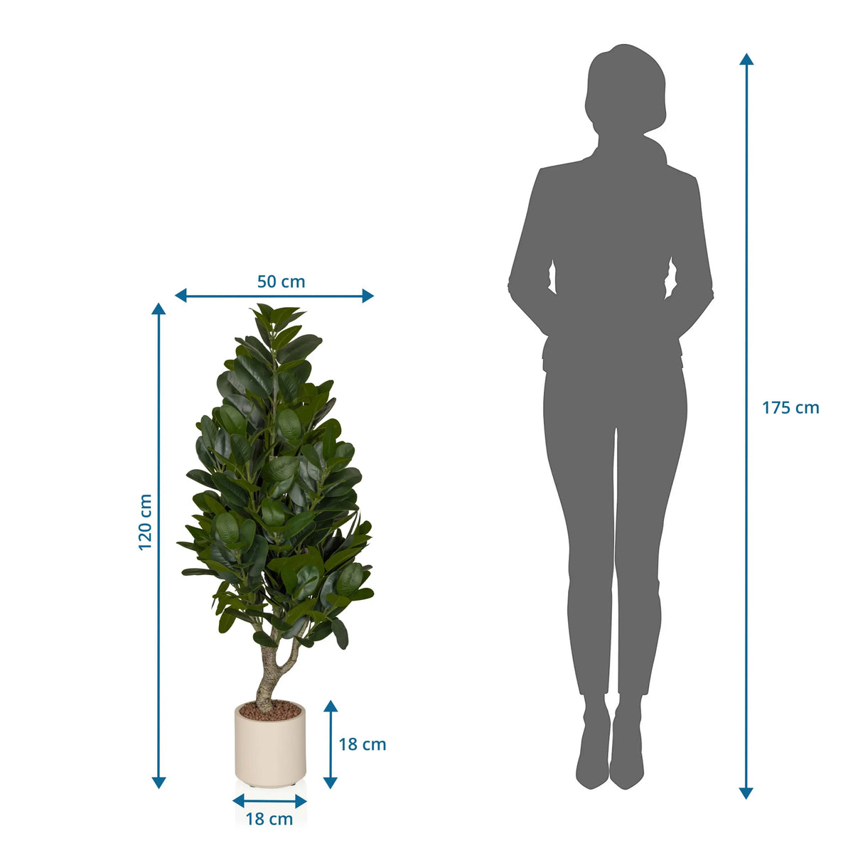 Disegno tecnico della Piante artificiali Garcinia con un'altezza di 120 cm e una larghezza di 50 cm di hjh OFFICE