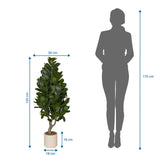 Disegno tecnico della Piante artificiali Garcinia con un'altezza di 120 cm e una larghezza di 50 cm di hjh OFFICE