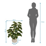 Disegno tecnico della Piante artificiali Ficus 3 con un'altezza di 85 cm e una larghezza di 60 cm di hjh OFFICE