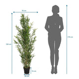 Disegno tecnico della Piante artificiali BAMBUS con un'altezza di 165 cm e una larghezza di 70 cm di hjh OFFICE