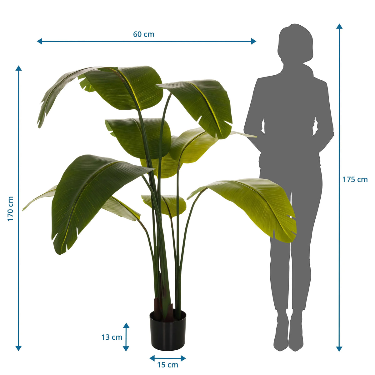 Disegno tecnico della Piante artificiali BANANE con un'altezza di 170 cm e una larghezza di 60 cm di hjh OFFICE
