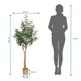 Disegno tecnico della Piante artificiali OLIVE II con un'altezza di 150 cm e una larghezza di 60 cm di hjh OFFICE
