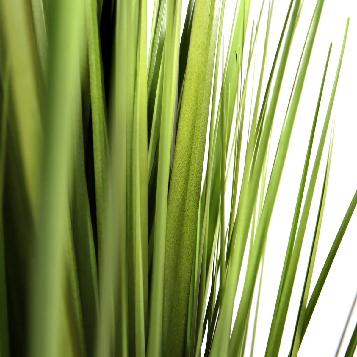 Foglie verdi della pianta artificiale CORTADERIA di hjh OFFICE