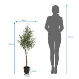 Disegno dimensionale della Piante artificiali OLIVE con un'altezza di 120 cm di hjh OFFICE