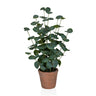 Piante artificiali Eucalyptus di colore verde con foglie rotonde in un vaso di terracotta marrone di hjh OFFICE