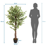 Disegno tecnico della Piante artificiali FICUS con un'altezza di 165 cm e una larghezza di 80 cm di hjh OFFICE