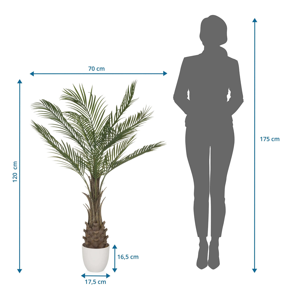 Disegno dimensionale delle Piante artificiali DRACAENA con un'altezza di 120 cm e una larghezza di 70 cm di hjh OFFICE