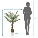 Disegno dimensionale delle Piante artificiali DRACAENA con un'altezza di 120 cm e una larghezza di 70 cm di hjh OFFICE