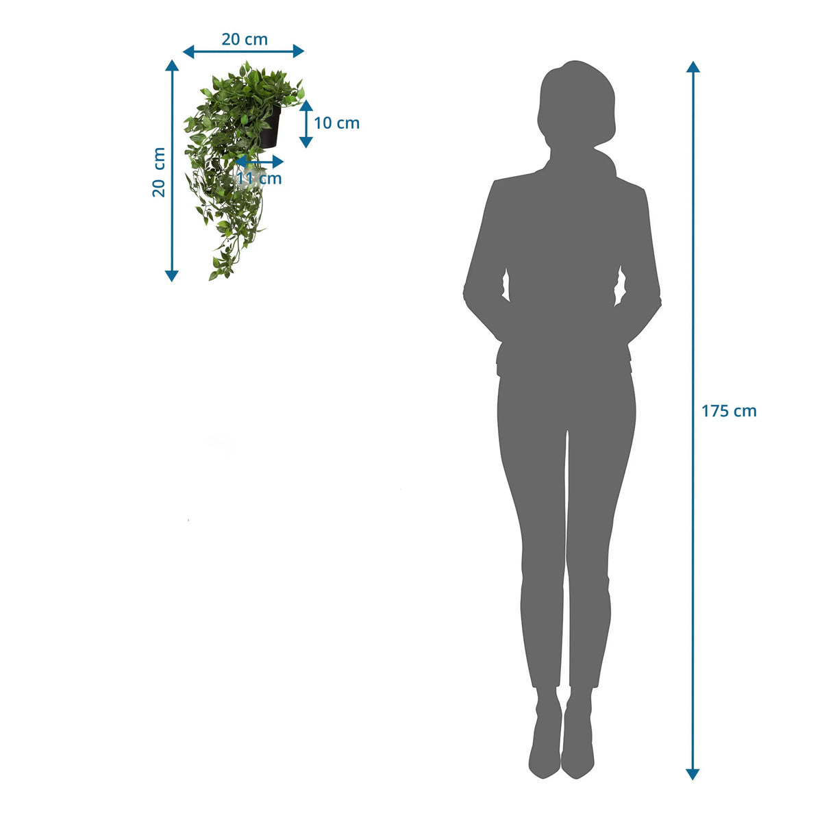 Disegno tecnico della Piante artificiali Epipremnum Climb con un'altezza di 20 cm in confronto a una persona di hjh OFFICE