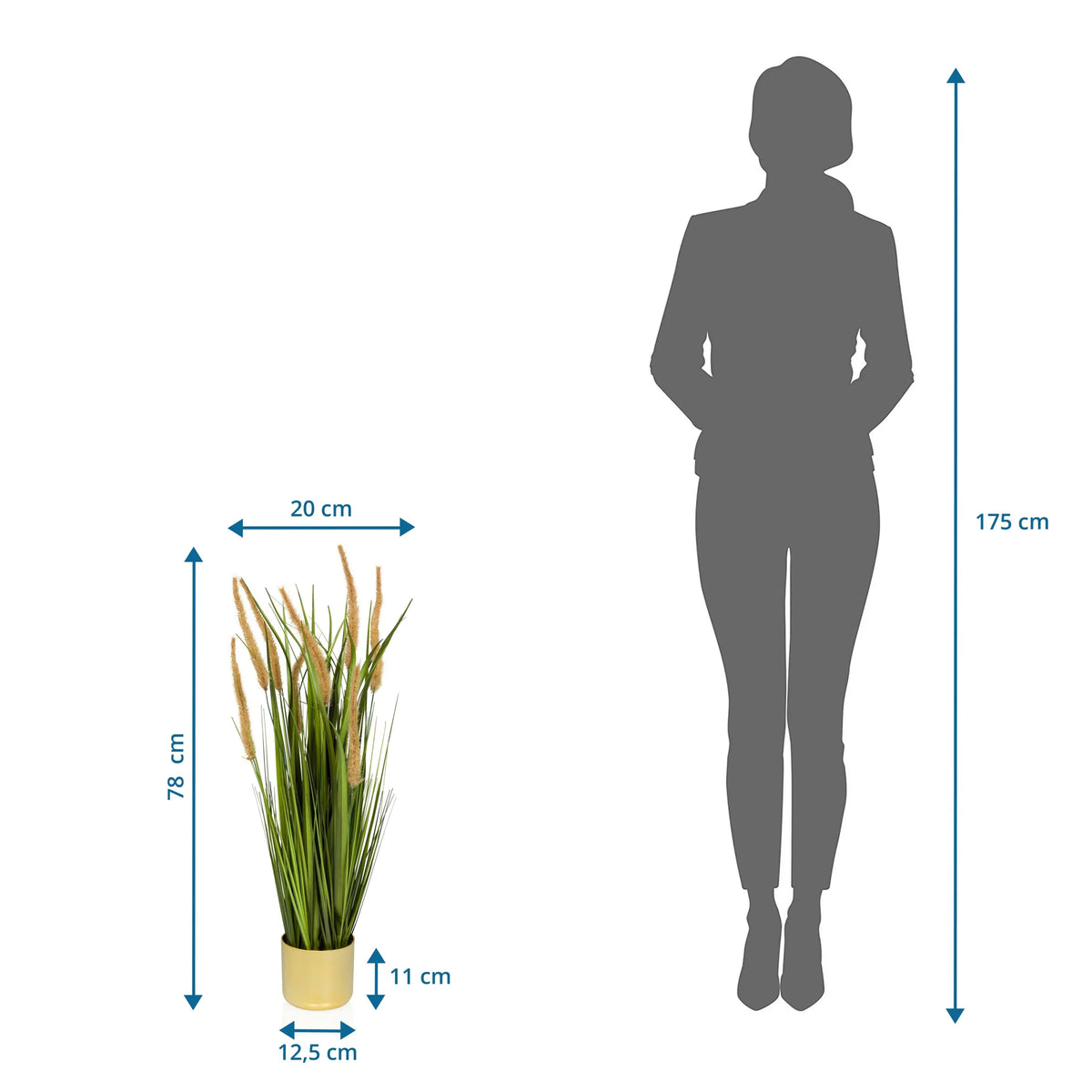 Vista dimensionale della Piante artificiali CORTADERIA I con un'altezza totale di 78 cm di hjh OFFICE