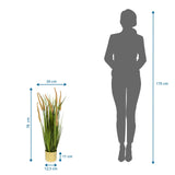 Vista dimensionale della Piante artificiali CORTADERIA I con un'altezza totale di 78 cm di hjh OFFICE