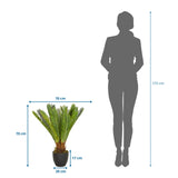 Disegno tecnico della Piante artificiali CYCAS con altezza e larghezza di 70 cm ciascuna di hjh OFFICE