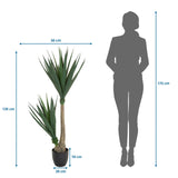 Disegno dimensionale della Piante artificiali YUCCA con un'altezza di 135 cm e una larghezza di 50 cm di hjh OFFICE