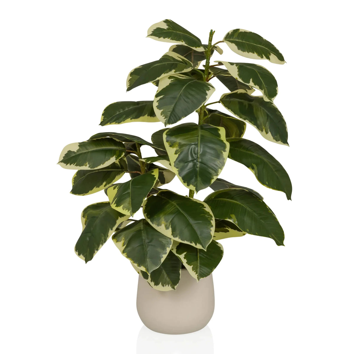 Piante artificiali Ficus 3 in verde e bianco con un coprivaso beige di hjh OFFICE