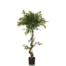 Piante artificiali verde FICUS I con fusto ritorto in un vaso nero di hjh OFFICE
