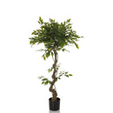 Piante artificiali verde FICUS I con fusto ritorto in un vaso nero di hjh OFFICE