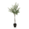 Piante artificiali verdi OLIVE a forma di ulivo con vaso nero di hjh OFFICE